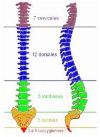 colonne vertebrale.jpg